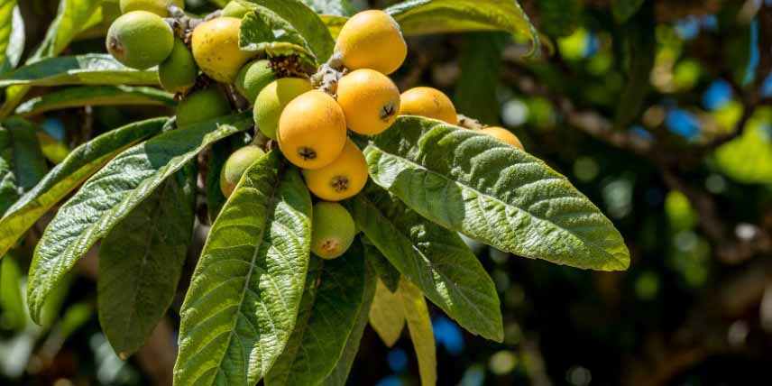 Arbres à feuilles persistantes : Eriobotrya japonica