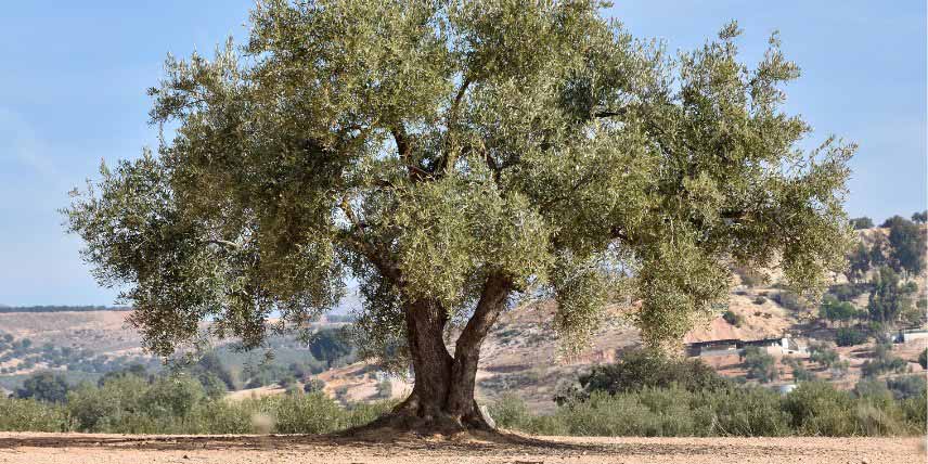 Arbres à feuilles persistantes : Olea europaea