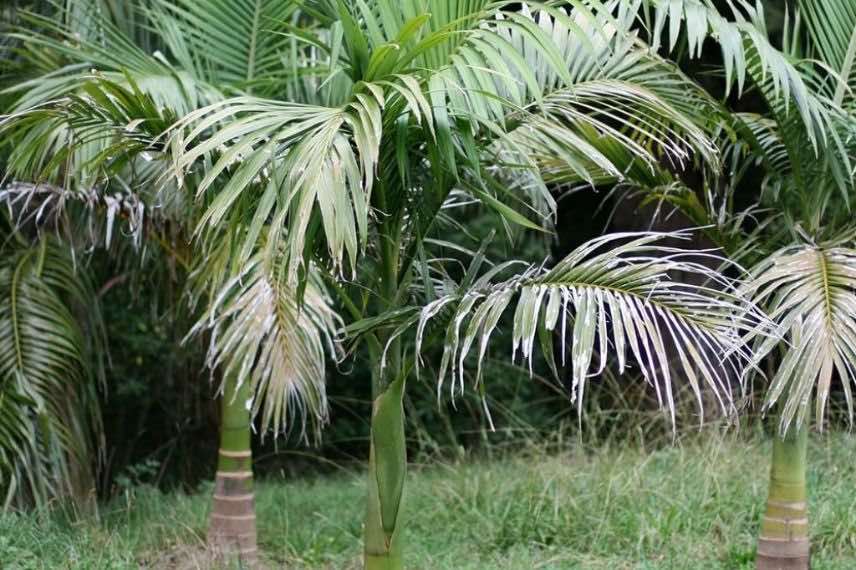 très grand palmier de jardin