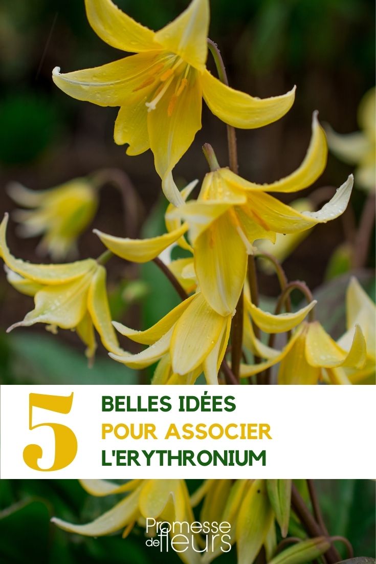 Erythronium