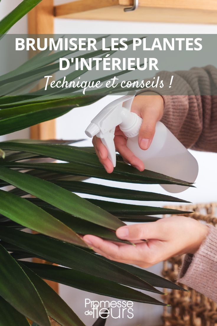 feuillage plante