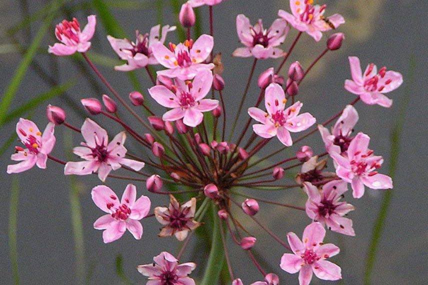 Butomus ombellatus plante aquatique rustique