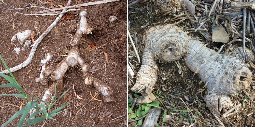 Canne de Provence : rhizomes