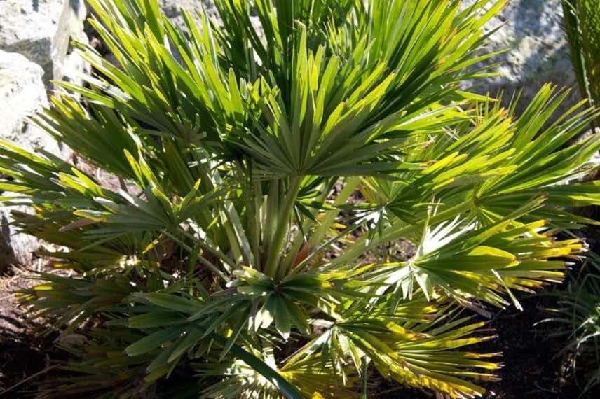 Chamaerops humilis