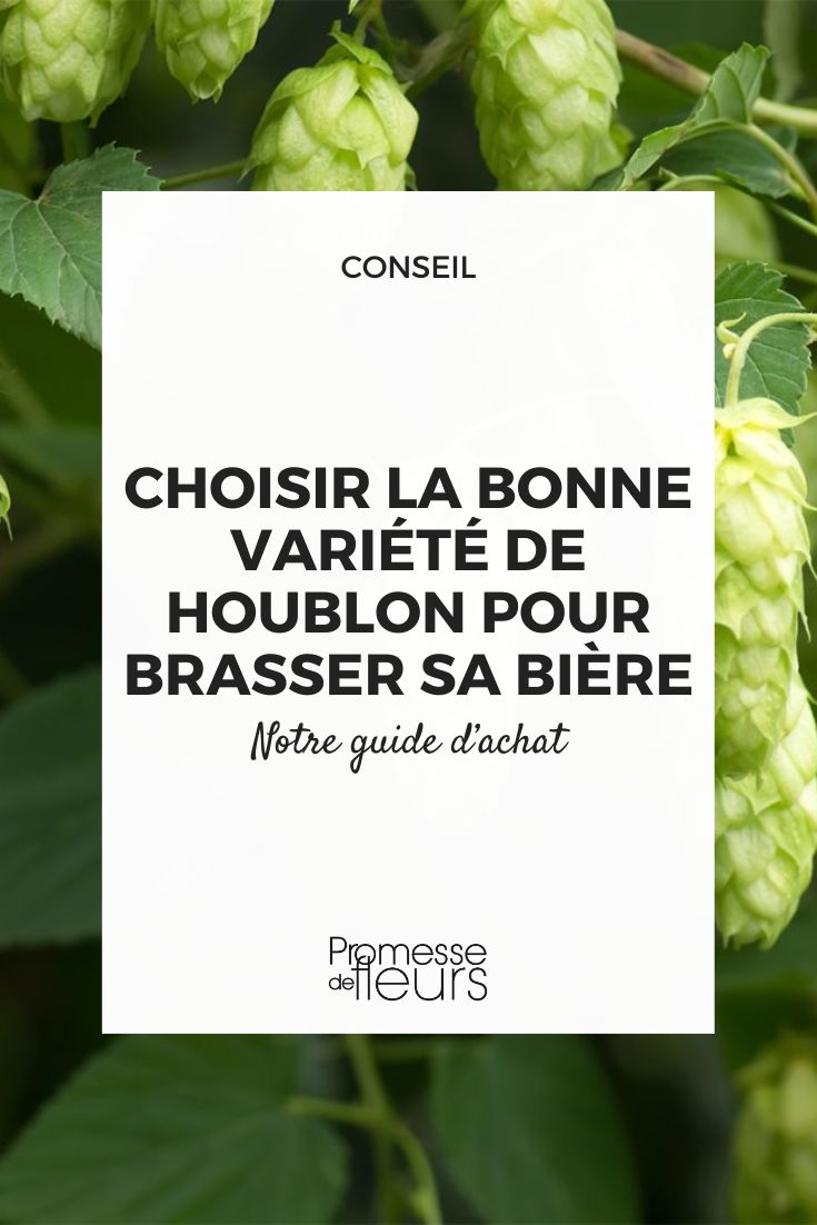 Les meilleures variétés de houblon pour brasser sa bière maison - Blog  Promesse de fleurs