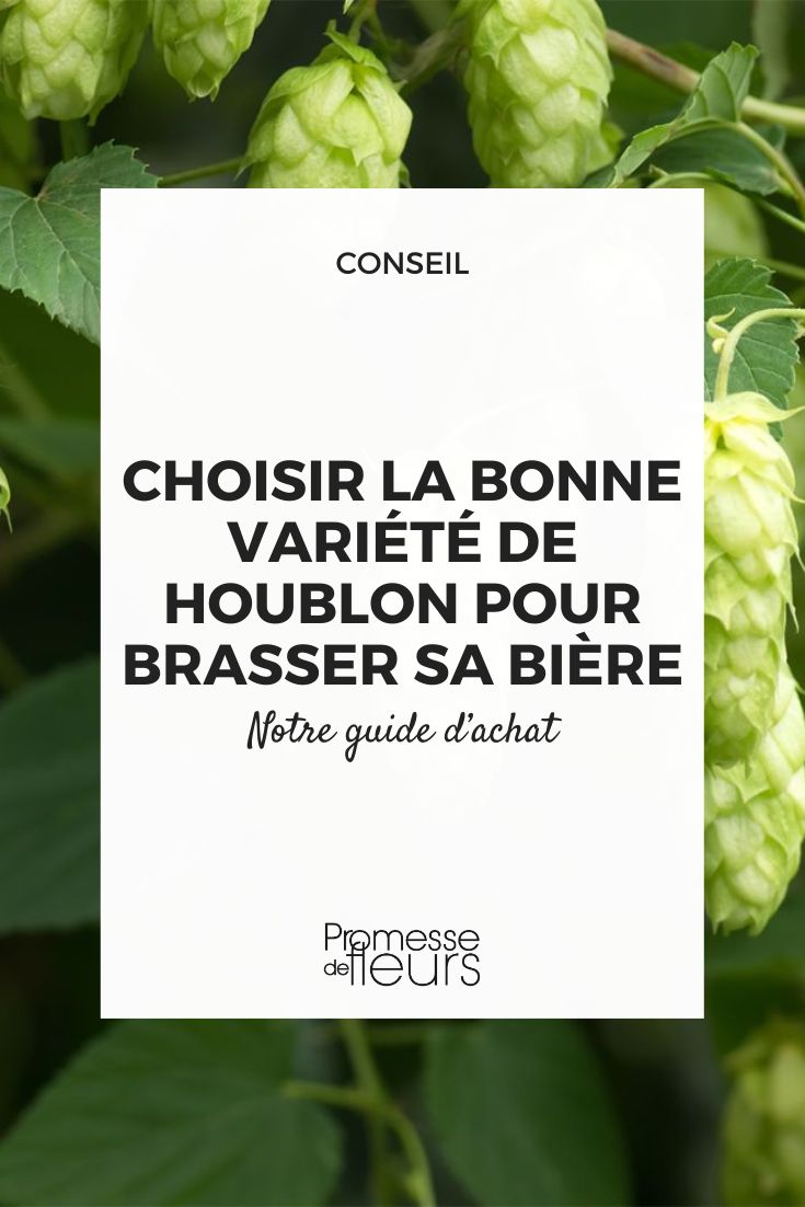 notre guide d'achat houblon