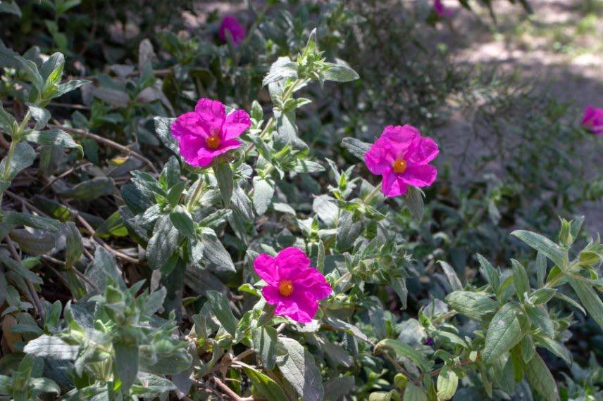 Cistes climat méditerranéen jardin sans entretien