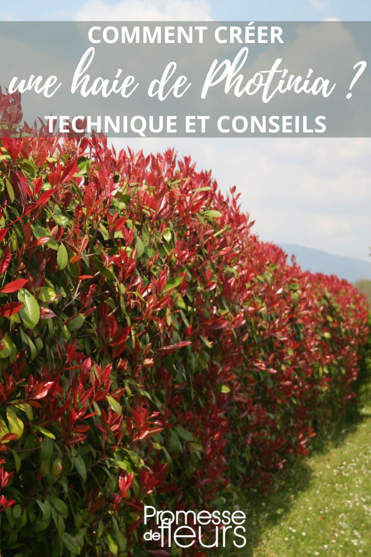 planter des photinias