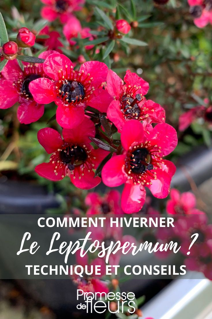 protéger du froid le Leptospermum