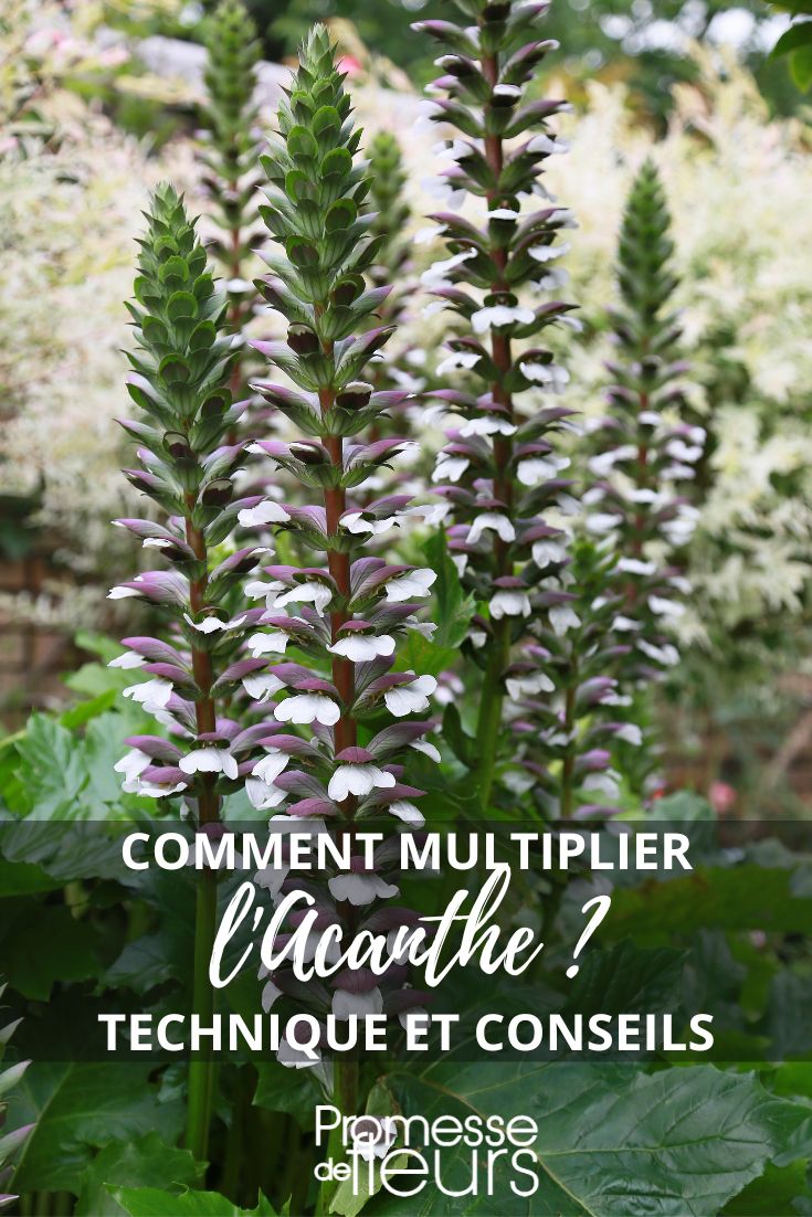 Comment multiplier l'Acanthe facilement