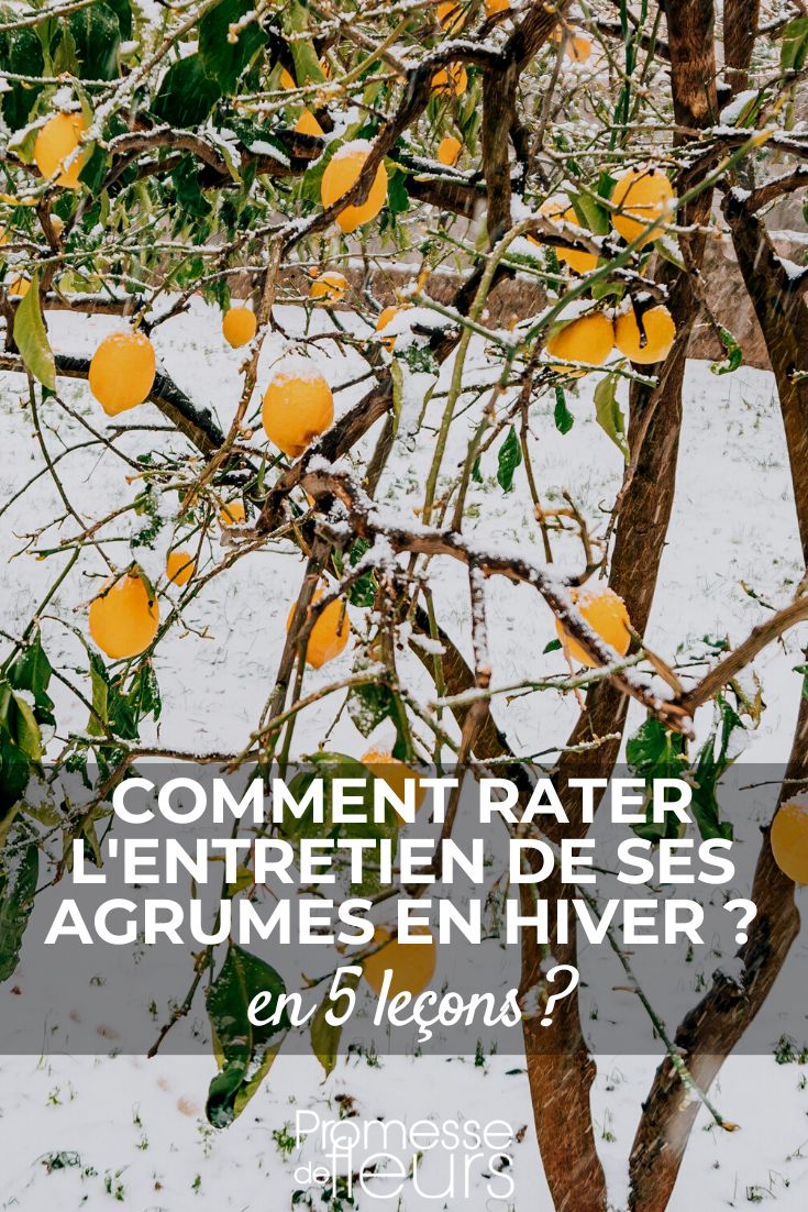 Agrumes : nos conseils pour un hiver sans souci