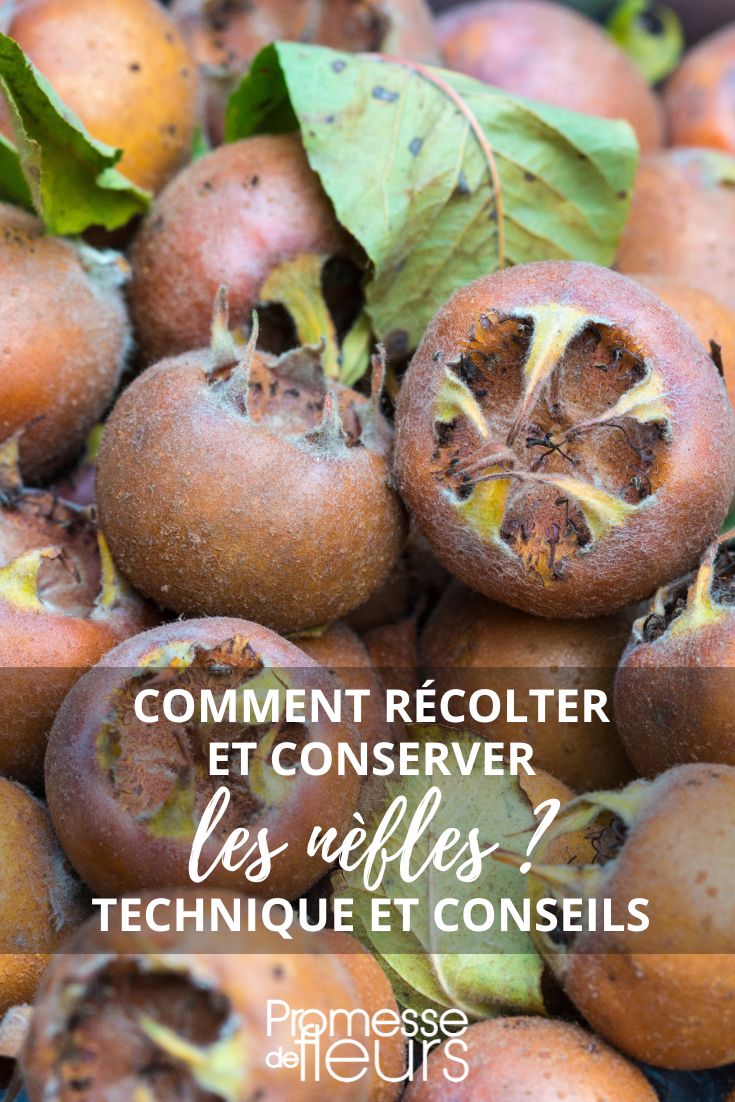 Fruit de la passion : comment le choisir, le conserver et le