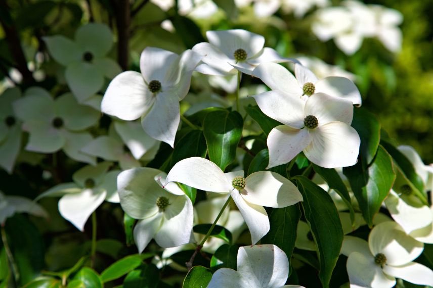 Cornus à fleurs jardin sans entretien