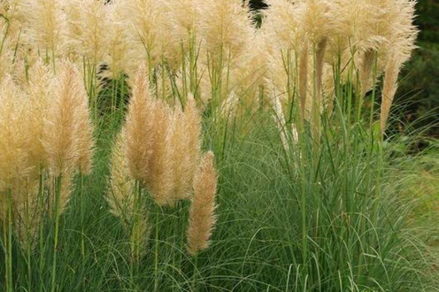 Cortaderia selloana