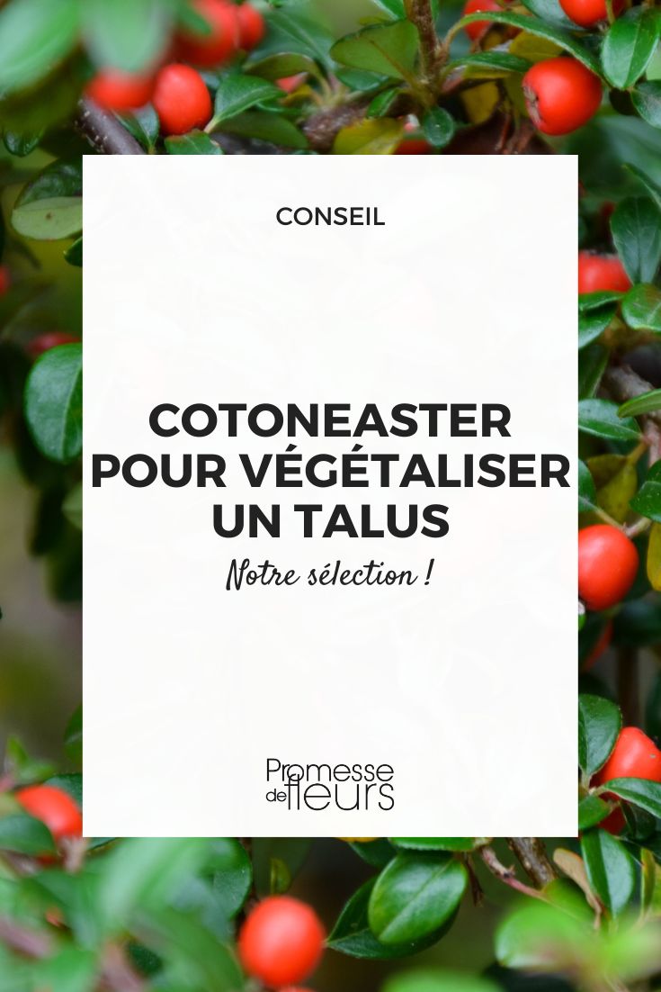 choisir un Cotoneaster