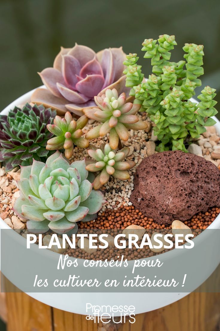 Plantes grasses: tout savoir pour bien les cultiver