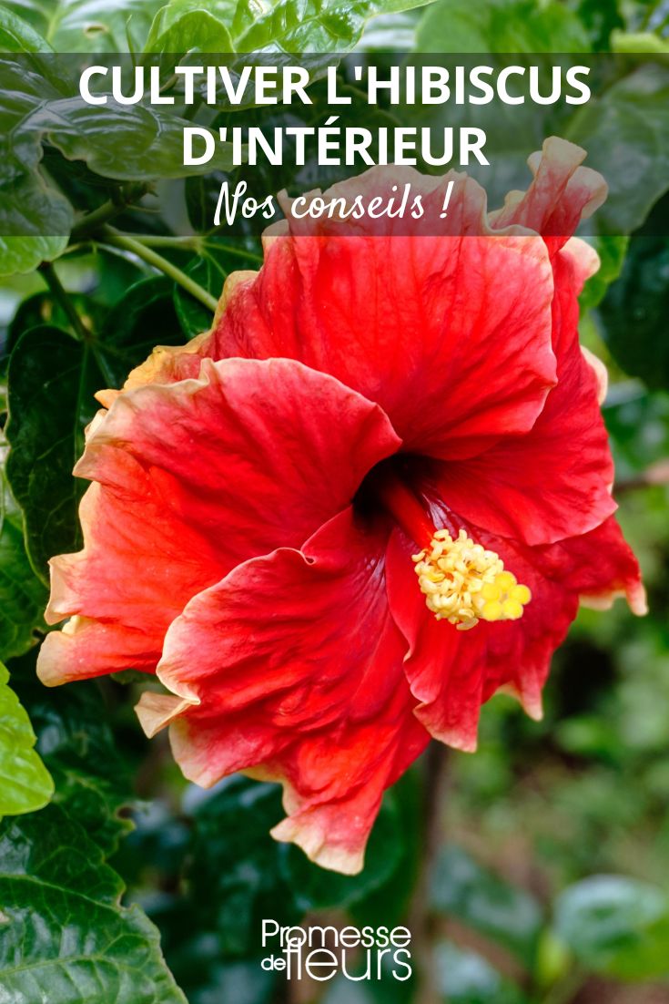 Hibiscus rosa-sinensis