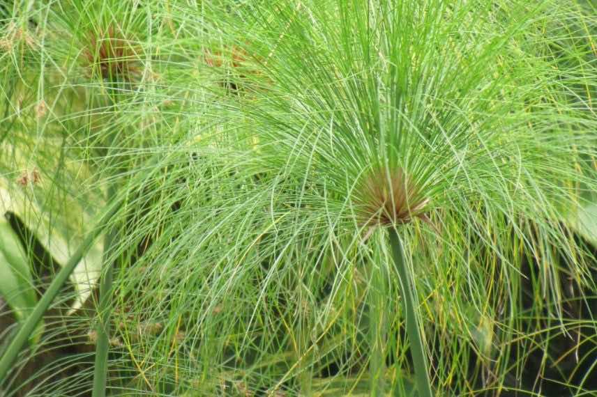 Cyperus papyrus