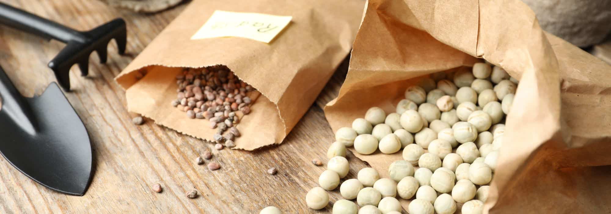 Les différents types de graines pour vos semis
