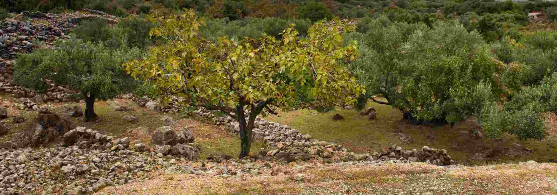 Sélection de 5 arbres fruitiers adaptés au sol calcaire - Blog