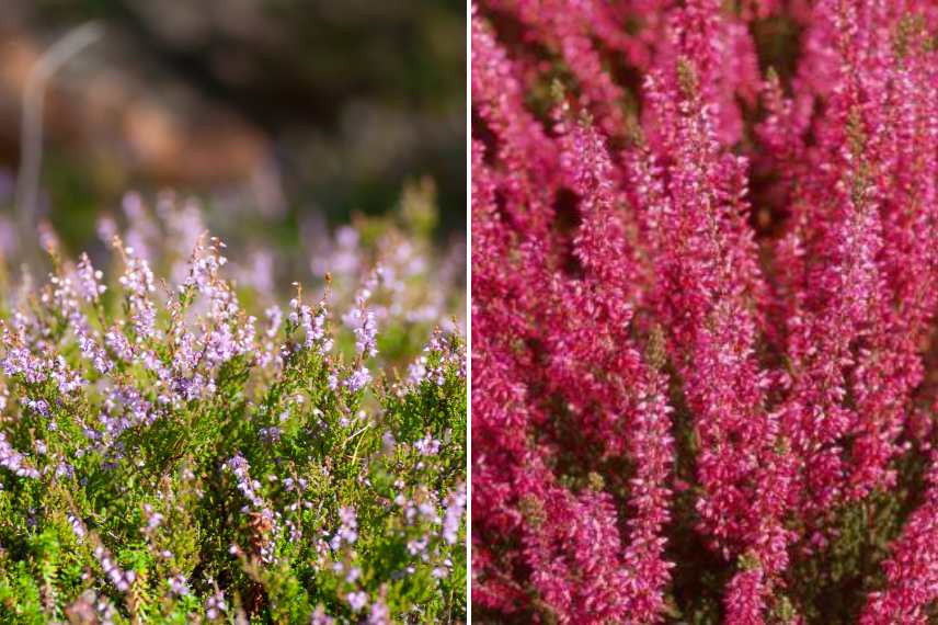 plante indigène, cultivar, nativar....différences