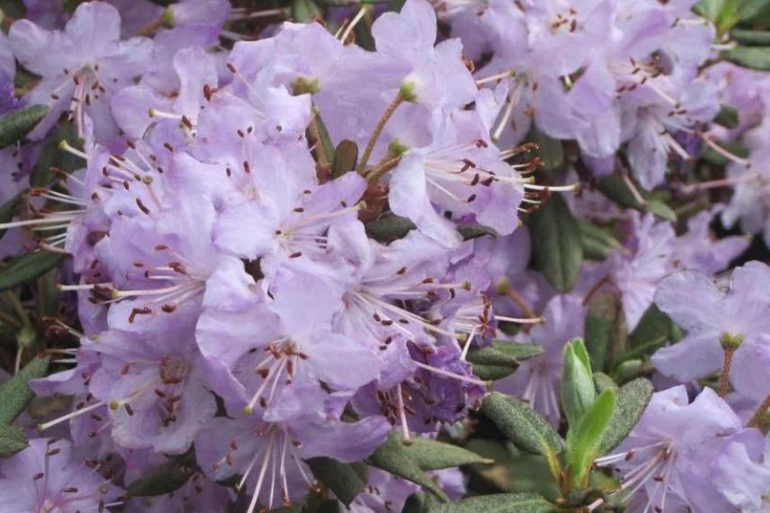 rhododendrons nains