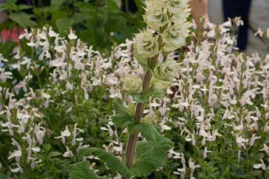 sauge floraison en blanc