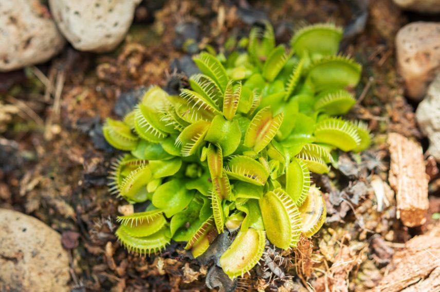 Plantes carnivores - WebZine Hydropassion - culture intérieure, culture  extérieure, culture en terre ou culture hydroponique. - WebZine  Hydropassion – culture intérieure, culture extérieure, culture en terre ou  culture hydroponique.