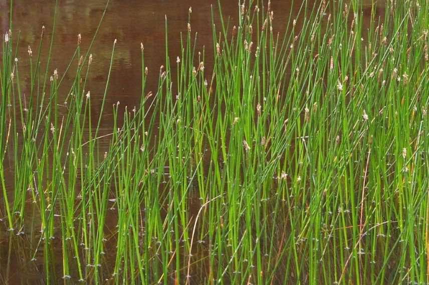 Eleocharis palustris plante aquatique rustique