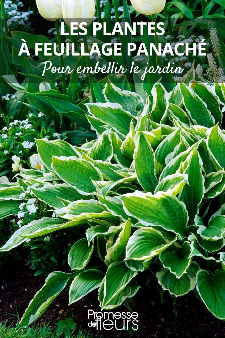 hosta panaché