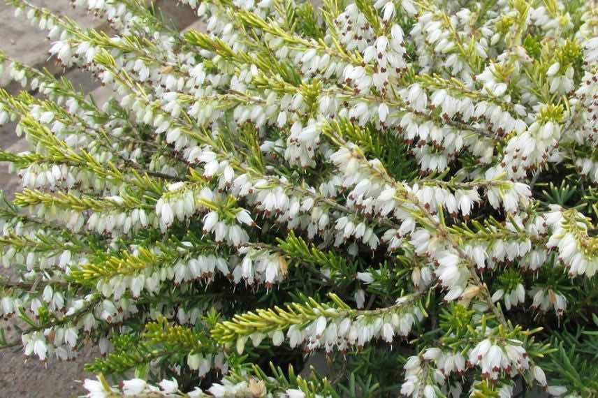 Erica darleyensis