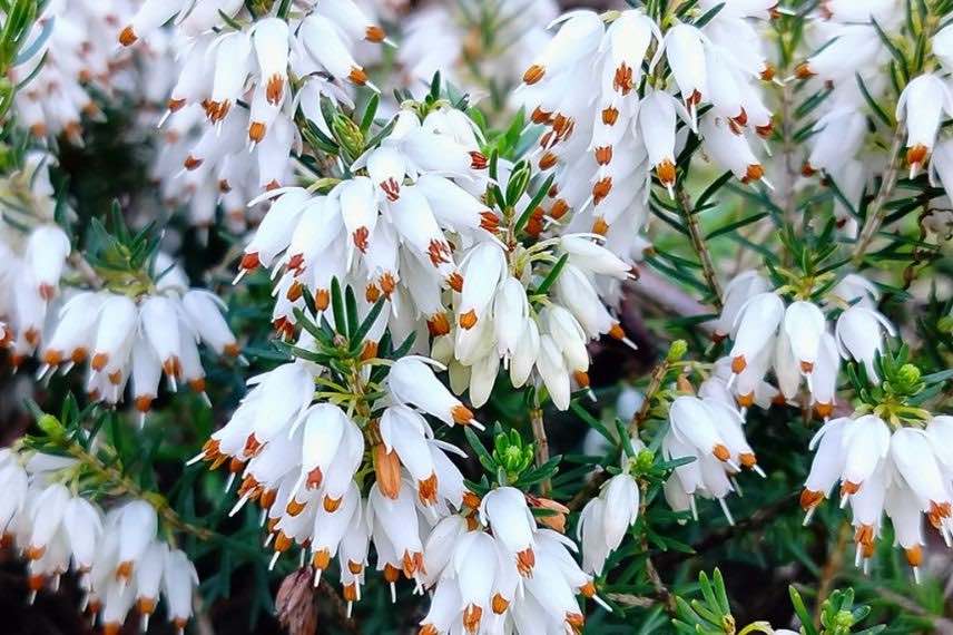 Erica carnea