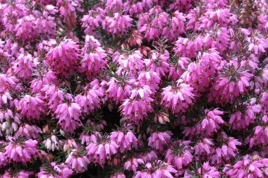 Erica carnea