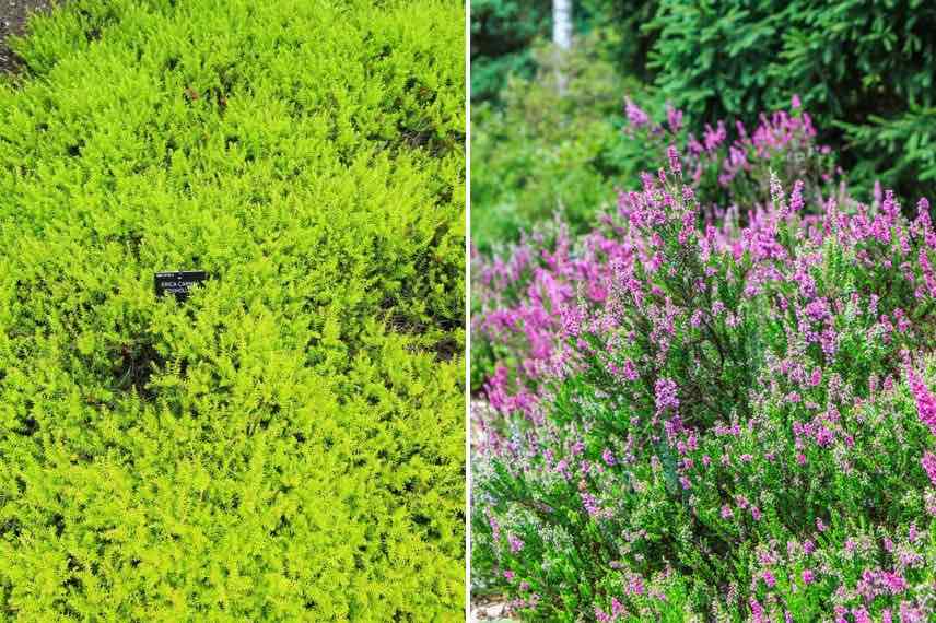 Erica carnea