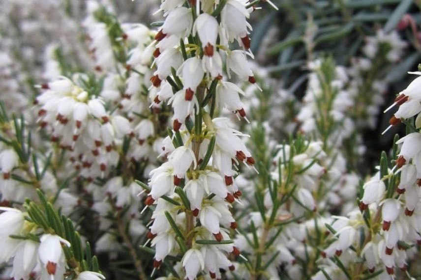 Erica darleyensis