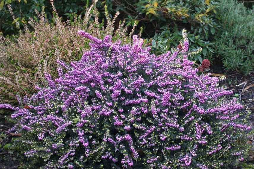 Erica darleyensis