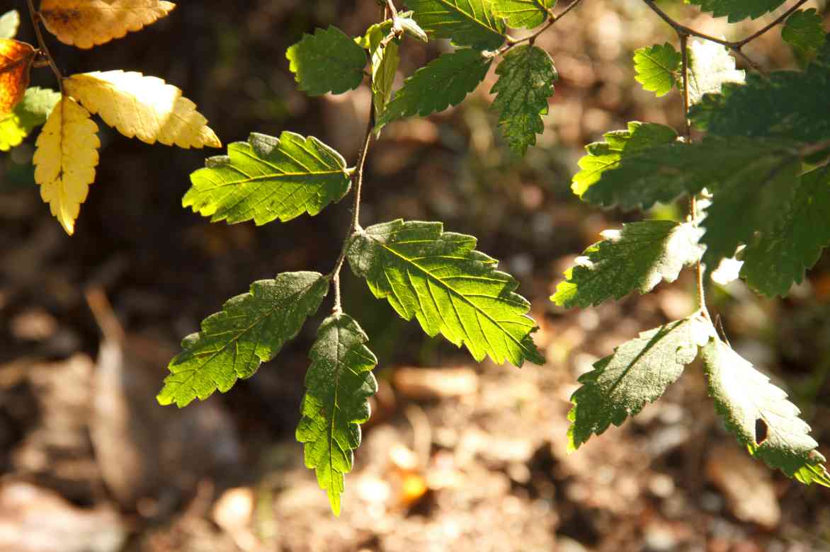 Zelkova orme de siberie, Orme du Caucase