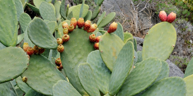 Figues de Barbarie : fruits de l'Opuntia ficus-indica
