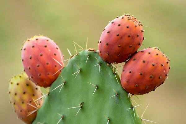 Comment utiliser les Figues de Barbarie en cuisine ?