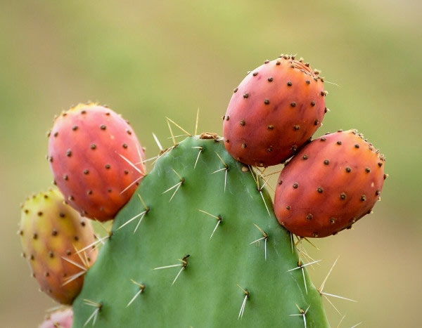 Comment utiliser les Figues de Barbarie en cuisine ?