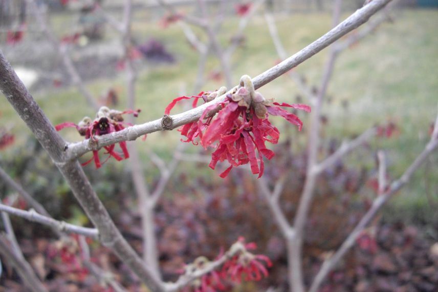 Arbuste à floraison hivernale