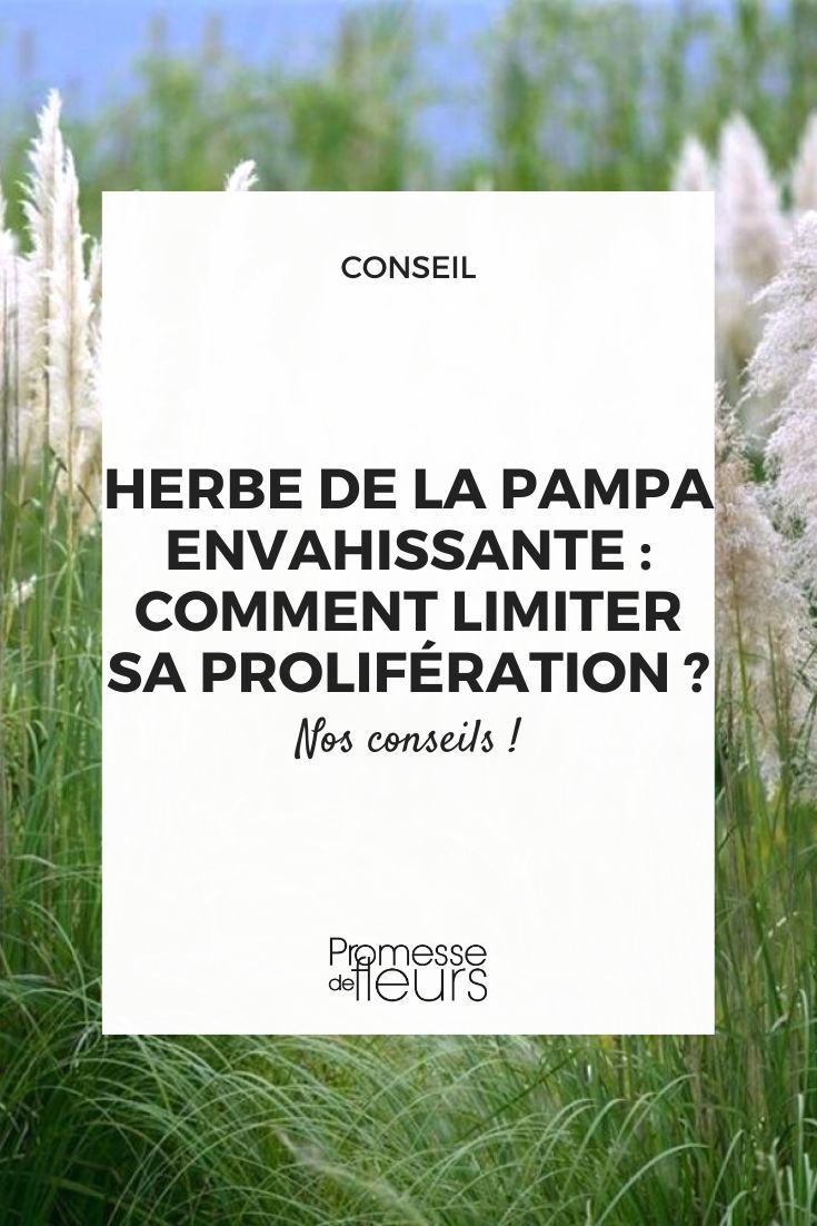 Pourquoi vous devriez utiliser le sel d'oseille dans votre maison