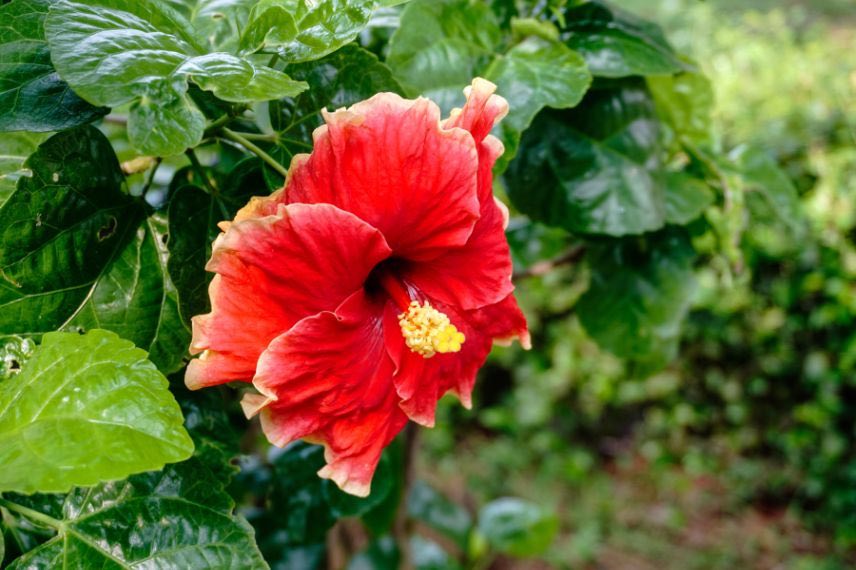 Hibiscus rosa-sinensis