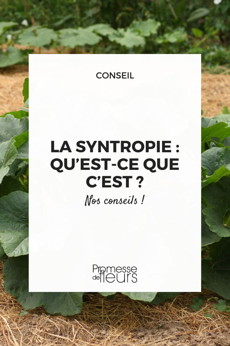 Les origines de l'agriculture syntropique