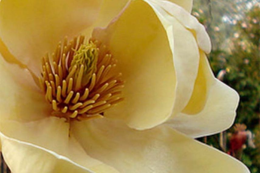 Magnolia compact à fleurs jaunes