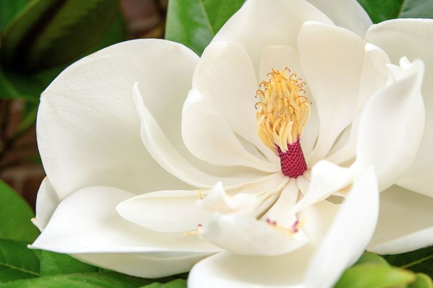Magnolia parfumé