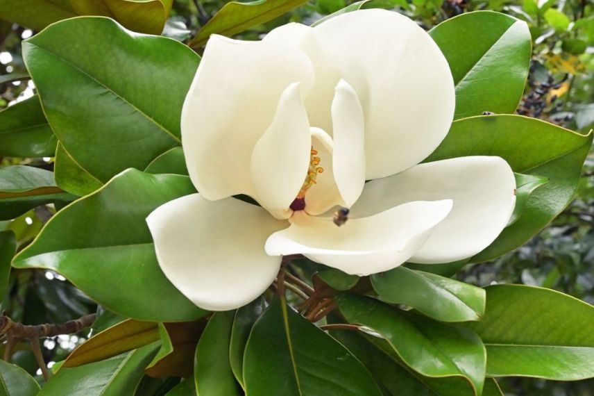 Magnolia persistant