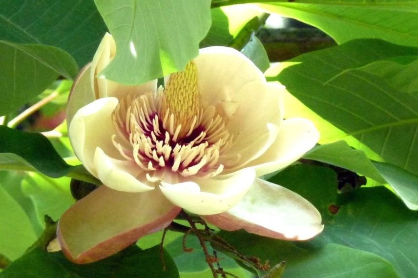 Magnolia à fleurs parfumées