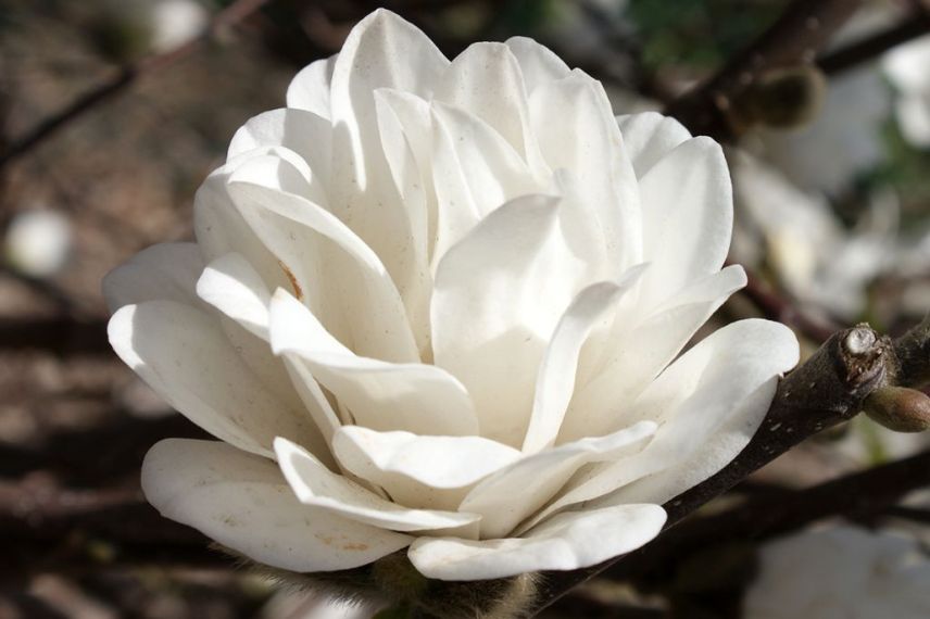 Magnolia à fleurs blanches