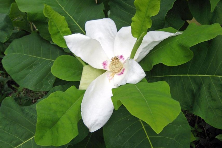 Magnolia à fleurs blanches et parfumées